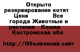 Открыто резервирование котят › Цена ­ 15 000 - Все города Животные и растения » Кошки   . Костромская обл.